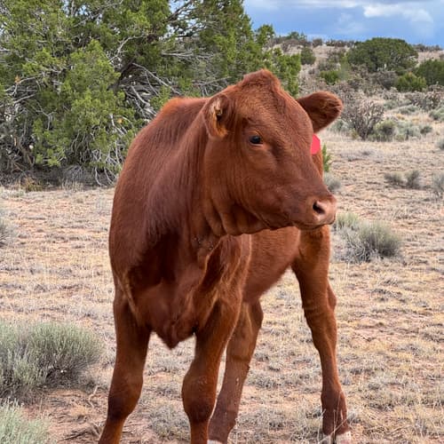 Cow