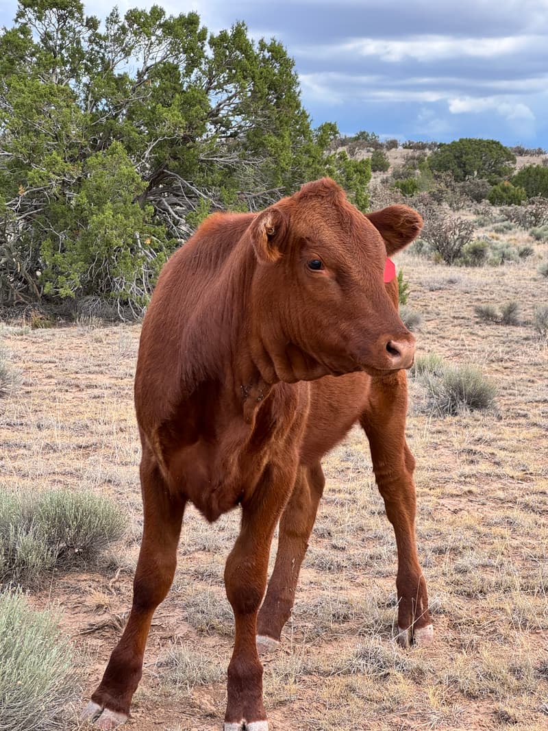 Cow